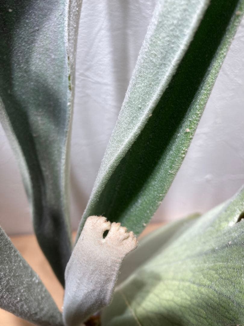 ビカクシダ ベイチーワイルド oc