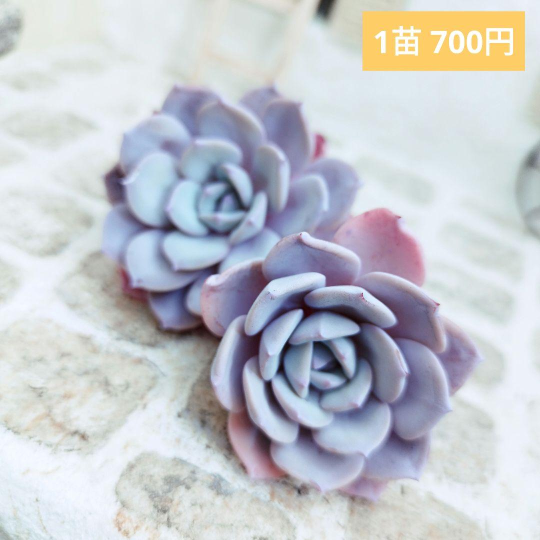アイスパープル◎多肉植物 カット苗 韓国苗 エケベリア等