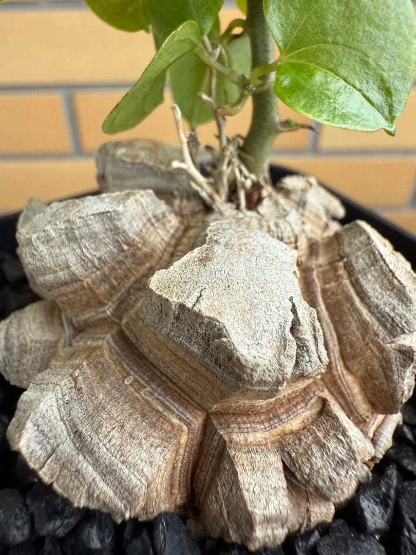 アフリカ亀甲竜　ディオスコレア　エレファンティペス⑦ 塊根植物 コーデックス