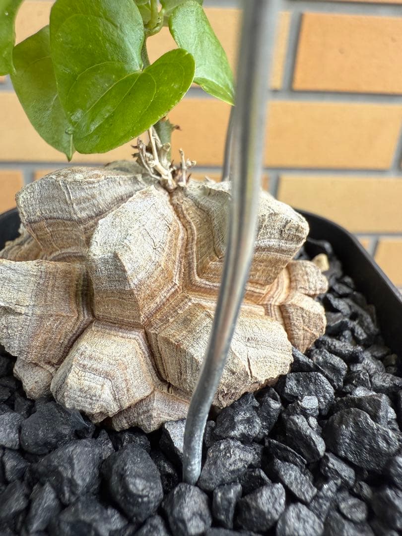アフリカ亀甲竜　ディオスコレア　エレファンティペス⑦ 塊根植物 コーデックス
