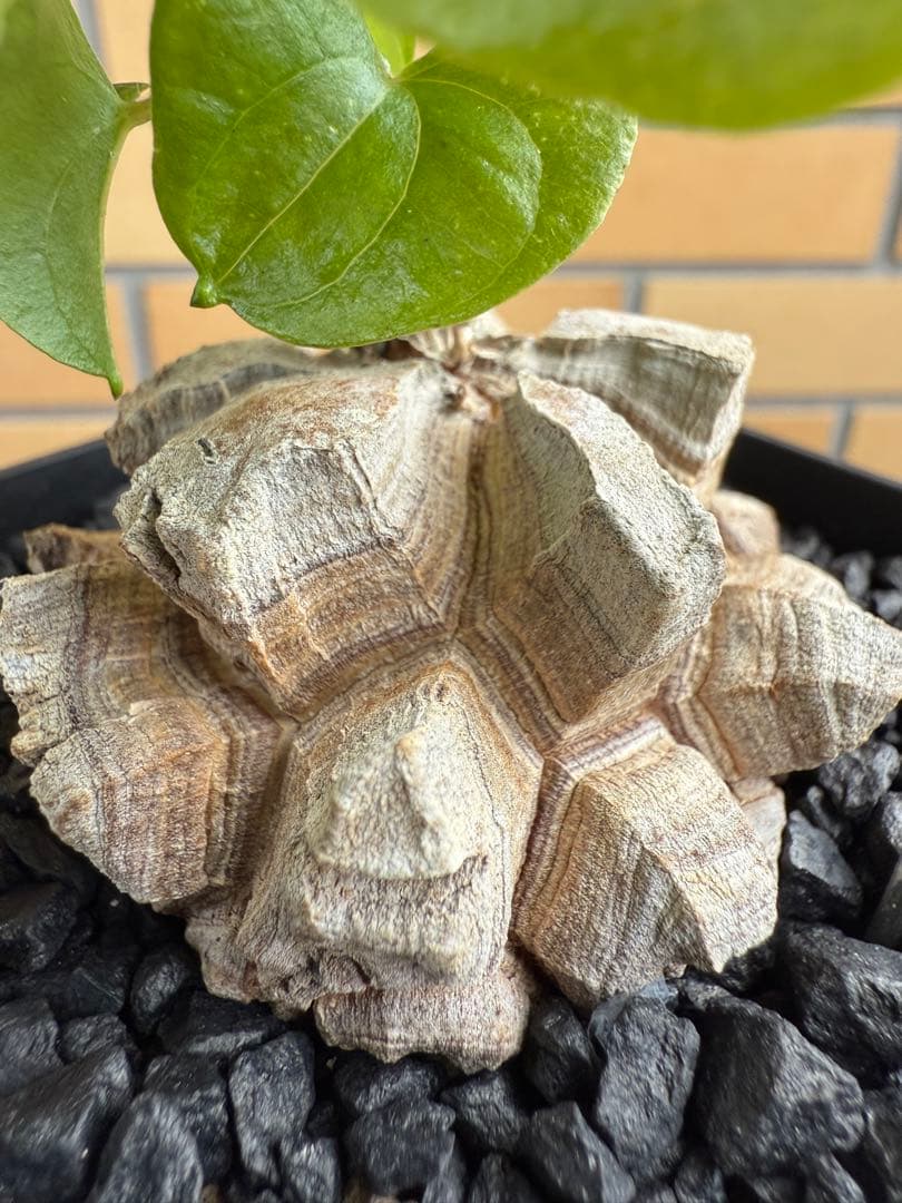 アフリカ亀甲竜　ディオスコレア　エレファンティペス⑦ 塊根植物 コーデックス