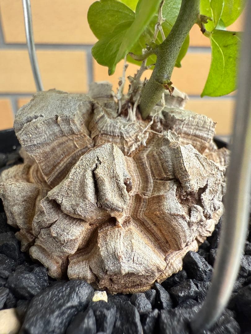 アフリカ亀甲竜　ディオスコレア　エレファンティペス⑦ 塊根植物 コーデックス