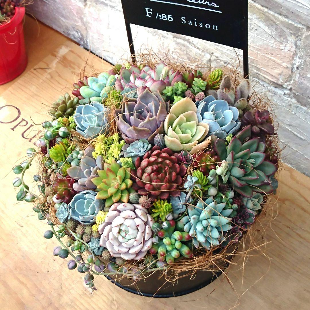 ！wyvern様！特大ブラック ブリキ 多肉植物 寄せ植え♪
