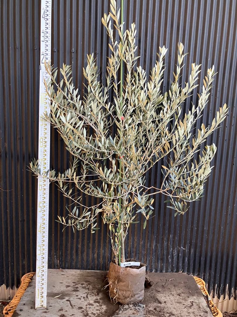 オリーブの木　オヒブランカ