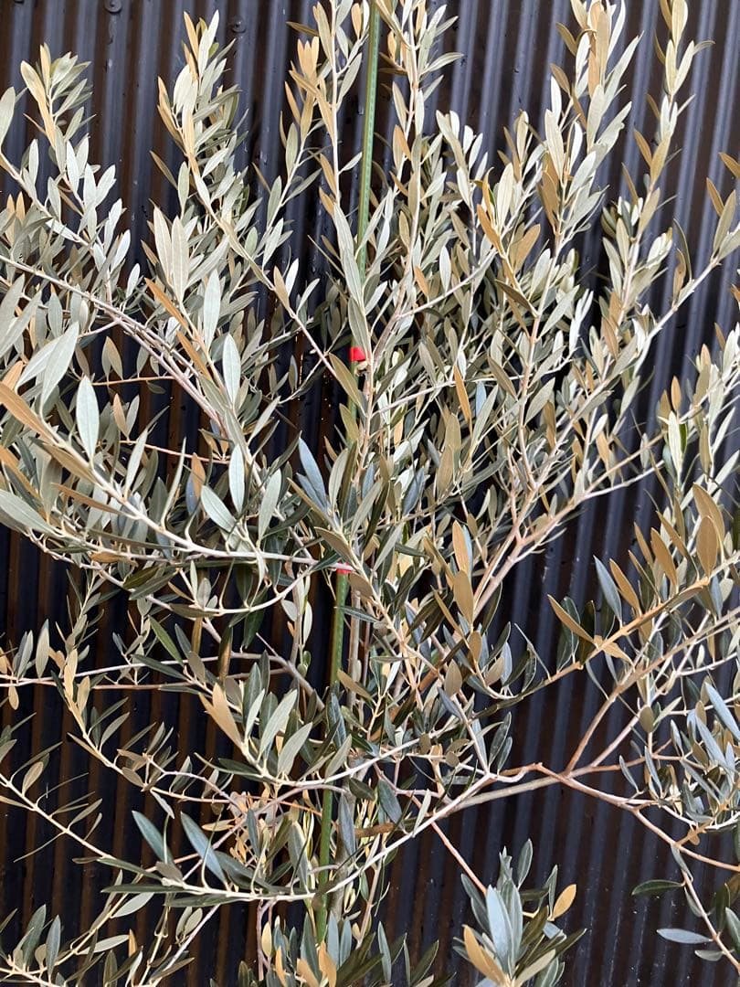 オリーブの木　オヒブランカ