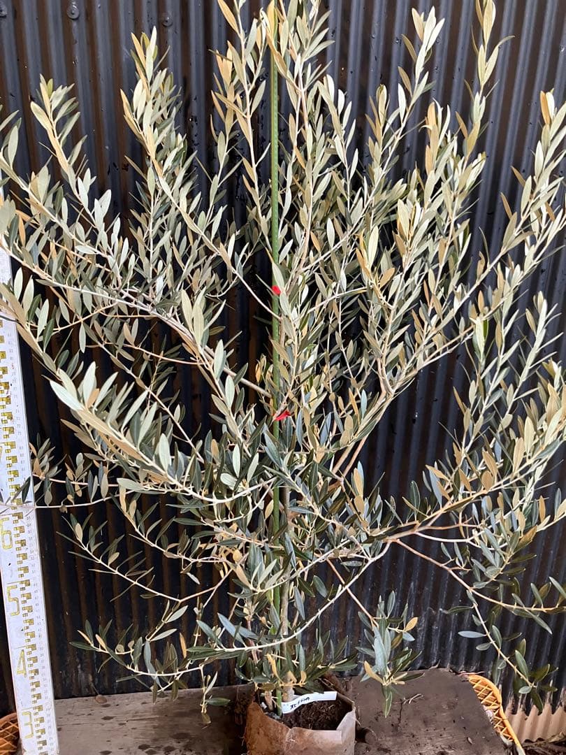 オリーブの木　オヒブランカ