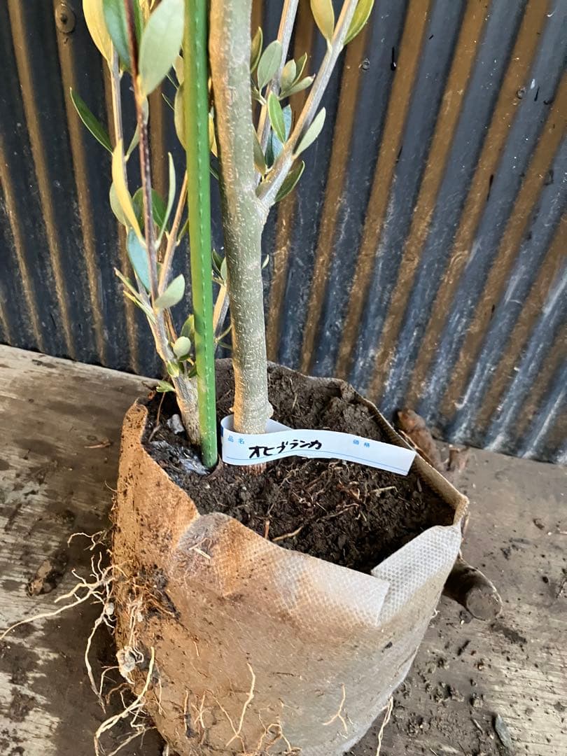 オリーブの木　オヒブランカ