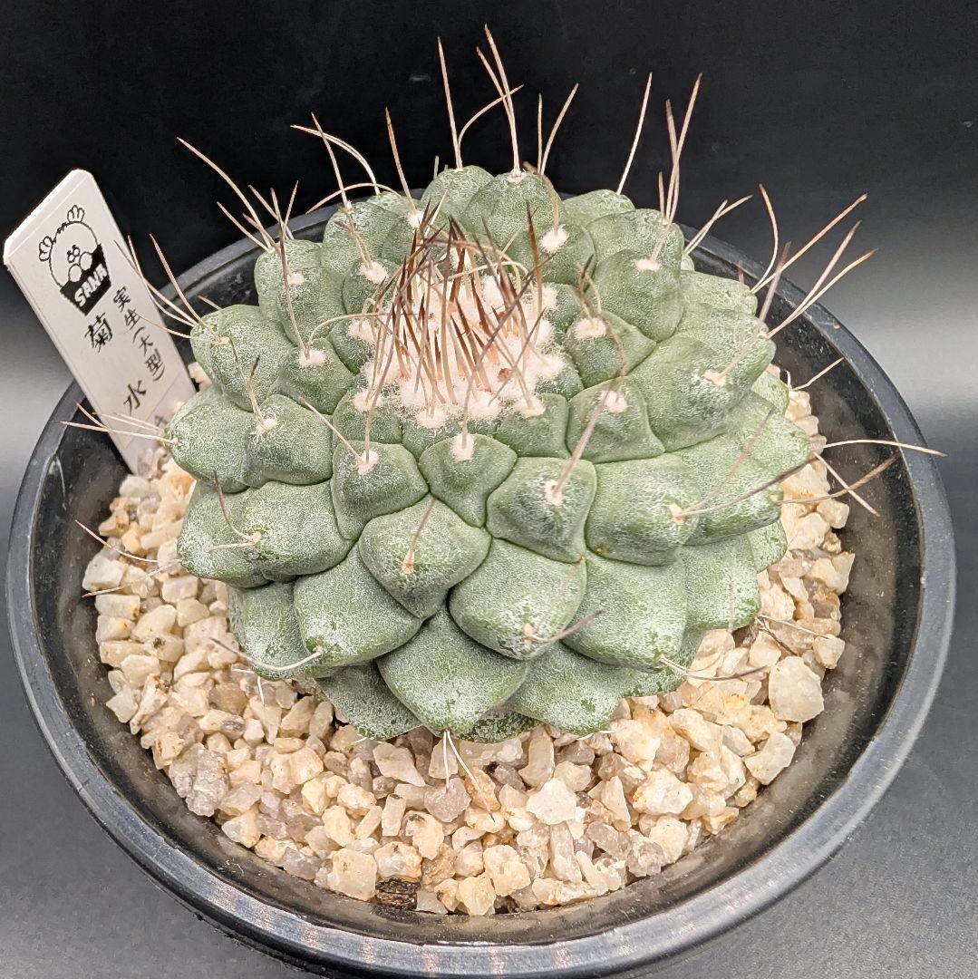 A 菊水 実生 鉢植えメルカリ便送料込み