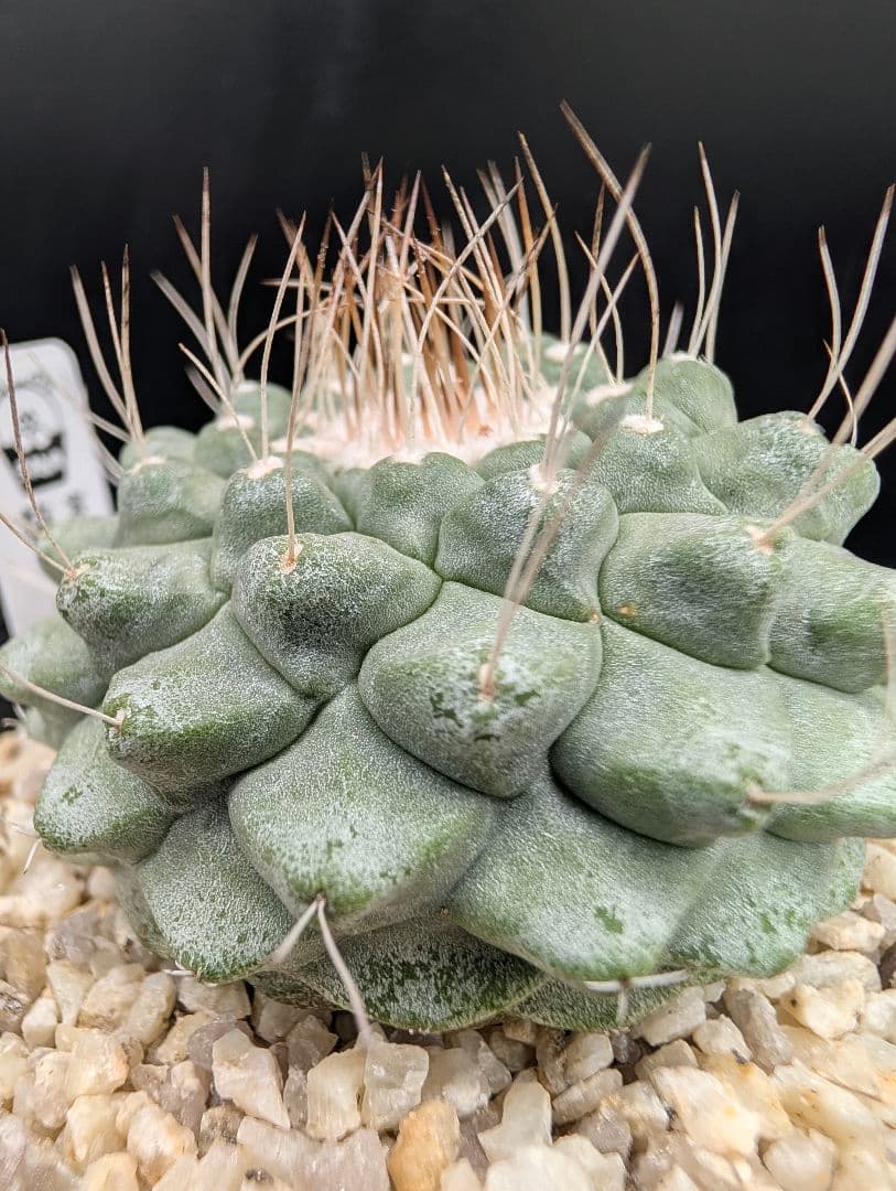 A 菊水 実生 鉢植えメルカリ便送料込み