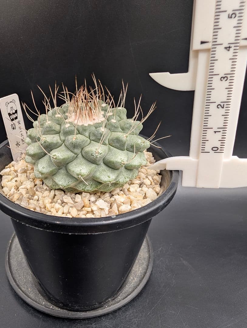 A 菊水 実生 鉢植えメルカリ便送料込み