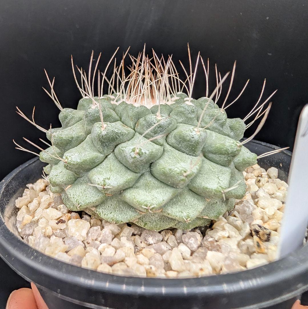 A 菊水 実生 鉢植えメルカリ便送料込み