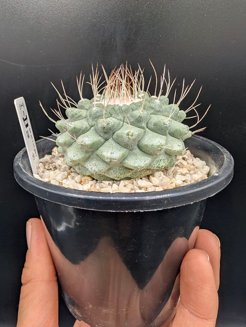 A 菊水 実生 鉢植えメルカリ便送料込み