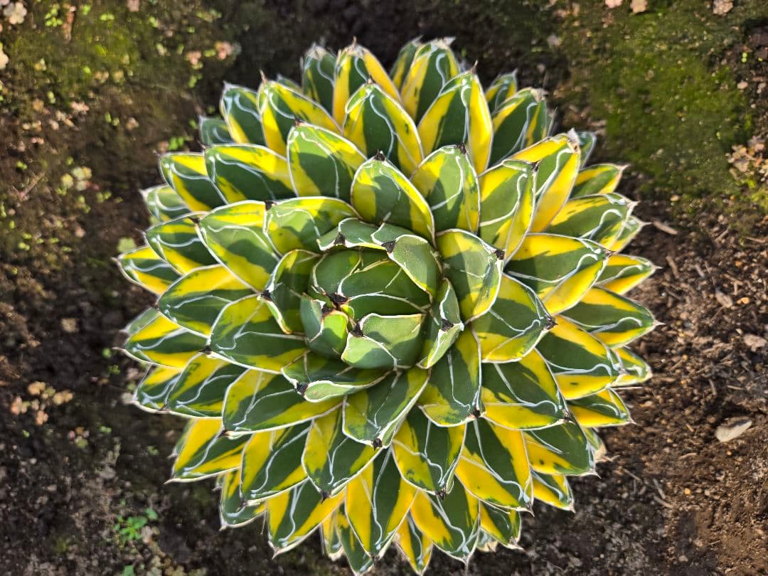 笹の雪　バリエガータ　大株