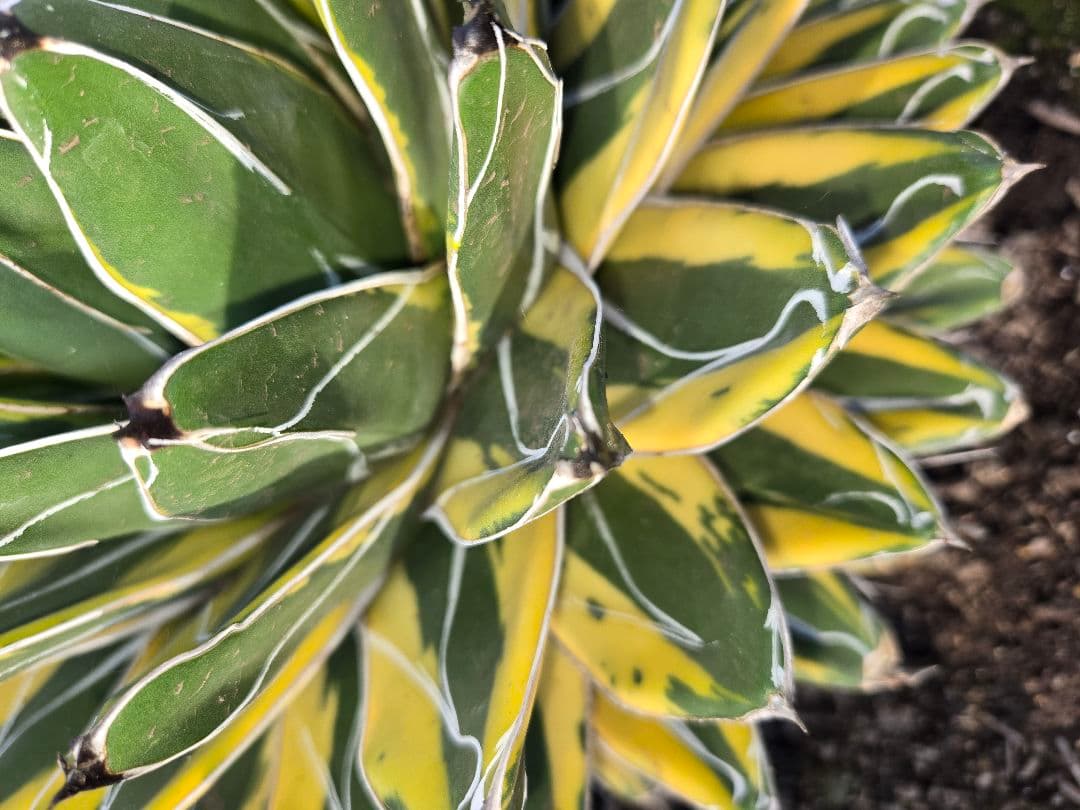 笹の雪　バリエガータ　大株