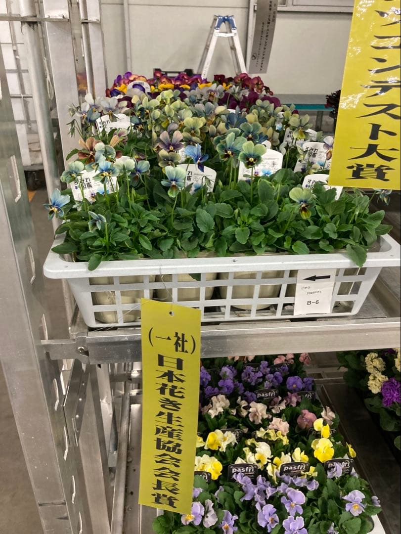 o*a様 すみれ 図鑑　ビオラ　濃青　K_1