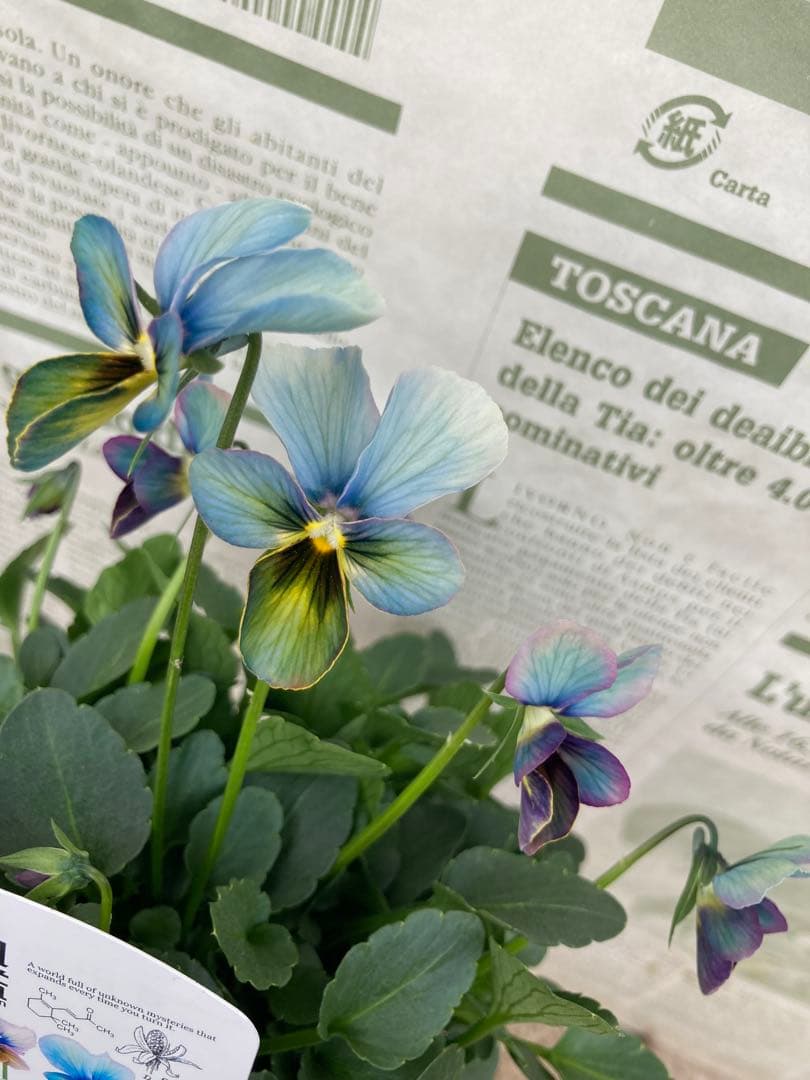 o*a様 すみれ 図鑑　ビオラ　濃青　K_1