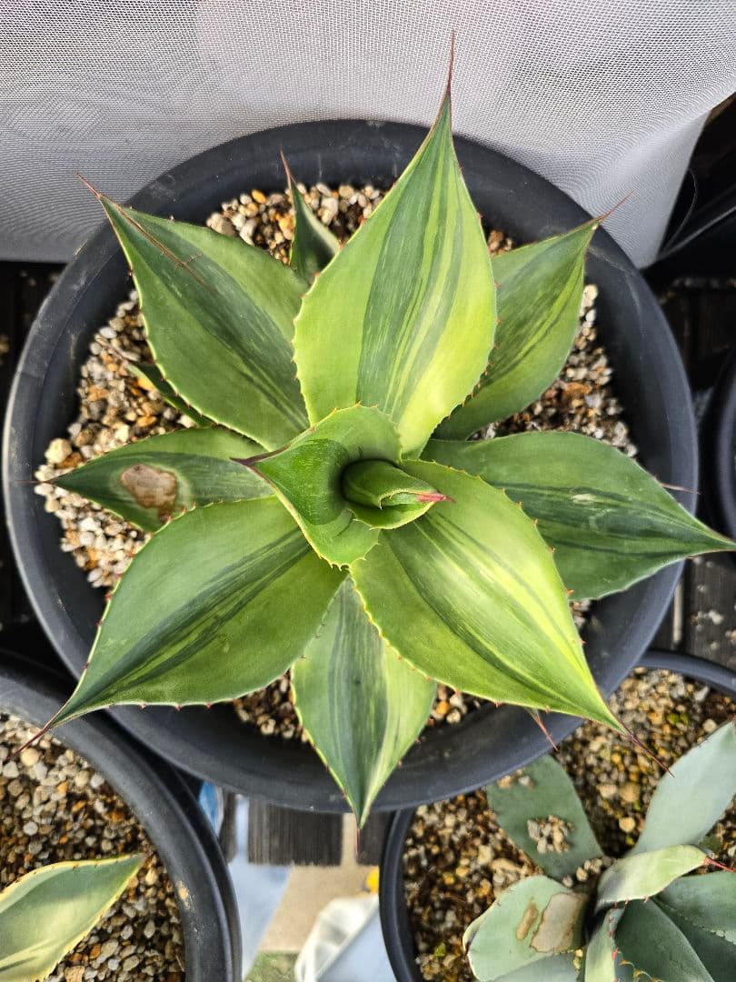 アガベ　オバティフォリア　キラー