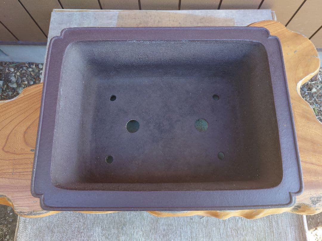 盆栽　鉢　十王堂松泉　幅39cm