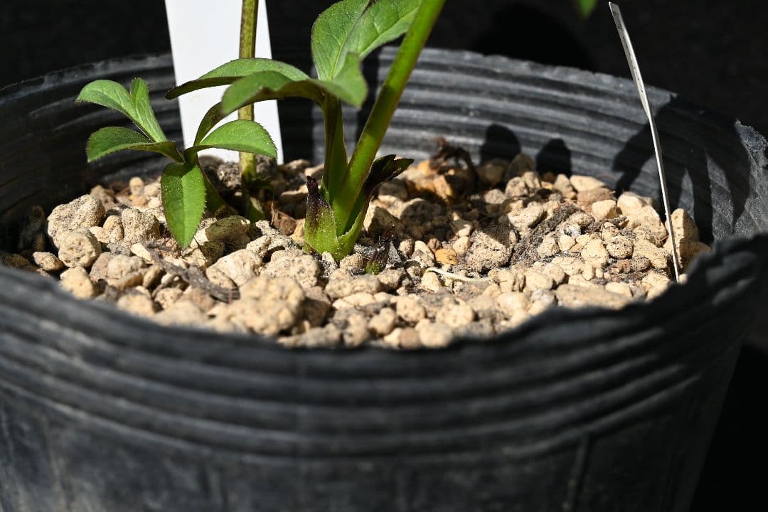 クリスマスローズ　訳あり！認定美黒姫　加藤農園