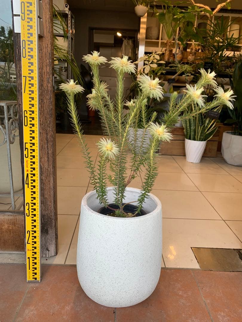 フィリカ プベッセンス ハイドラ 2 ファイバー鉢