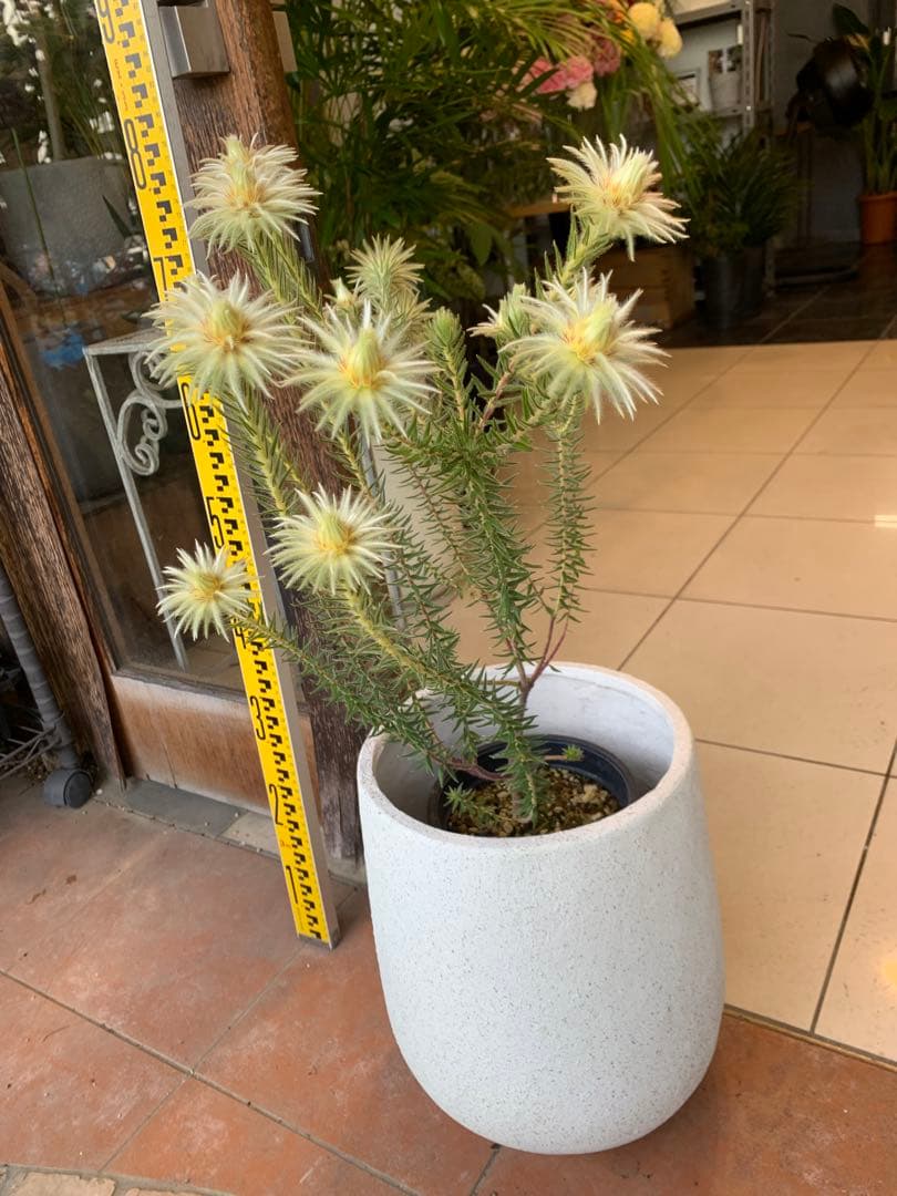 フィリカ プベッセンス ハイドラ 2 ファイバー鉢