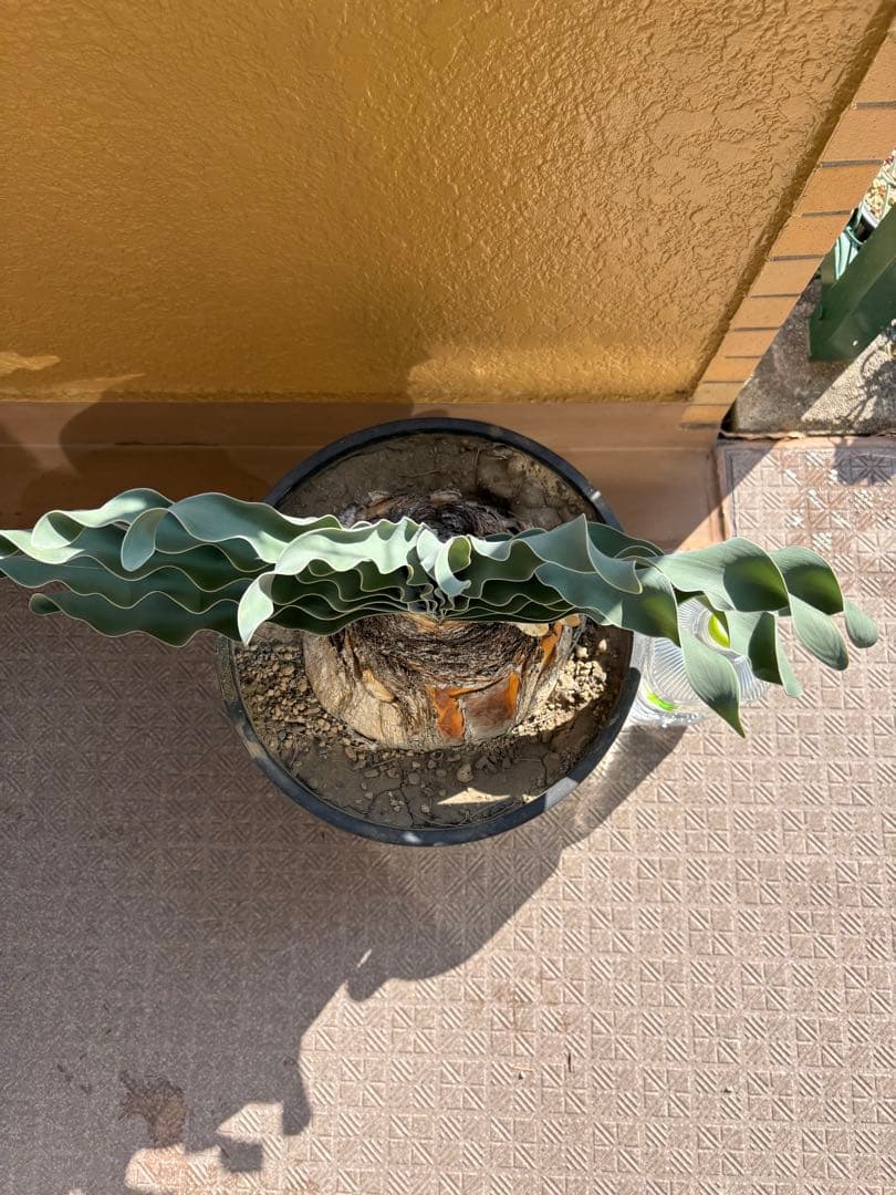 ブーファン　ハエマンソイデス　発根済み　②