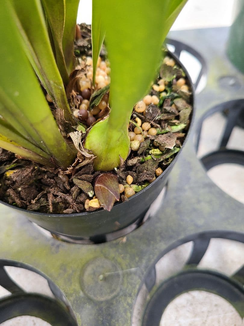 ミスマフェット。花芽3個。5鉢セット。蜜蜂誘引蘭。日本蜜蜂