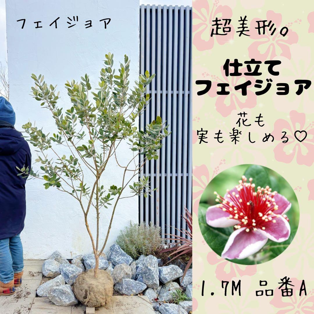 超美形。仕立てフェイジョア1.7M(鉢底から)品番A