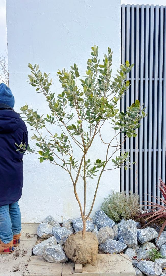 超美形。仕立てフェイジョア1.7M(鉢底から)品番A