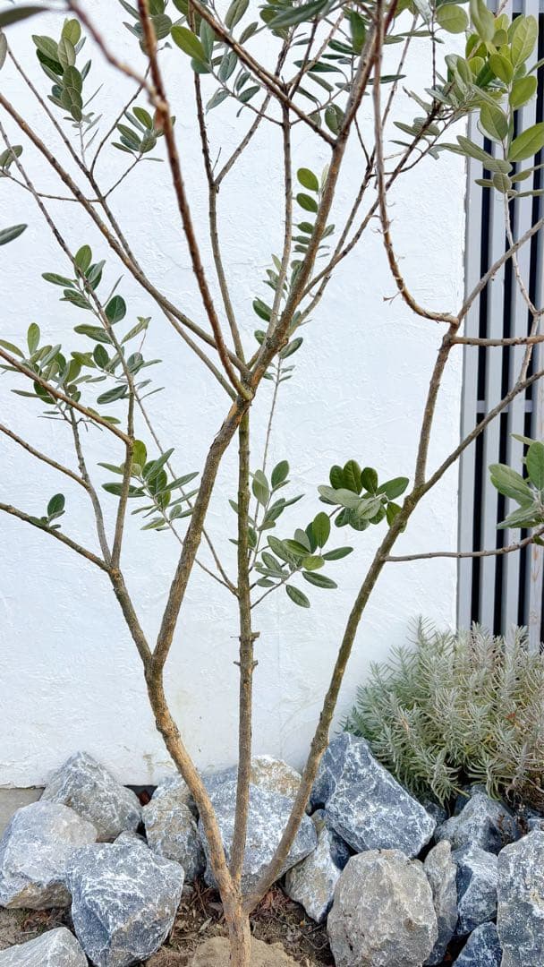 超美形。仕立てフェイジョア1.7M(鉢底から)品番A