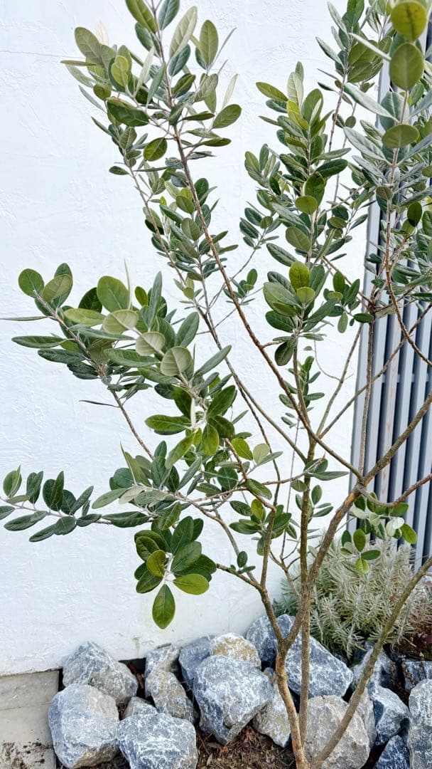 超美形。仕立てフェイジョア1.7M(鉢底から)品番A