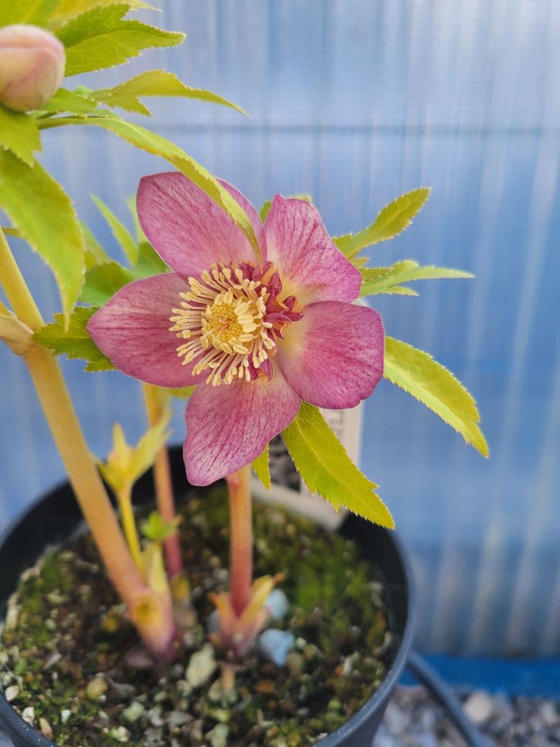 広瀬園芸　クリスマスローズ