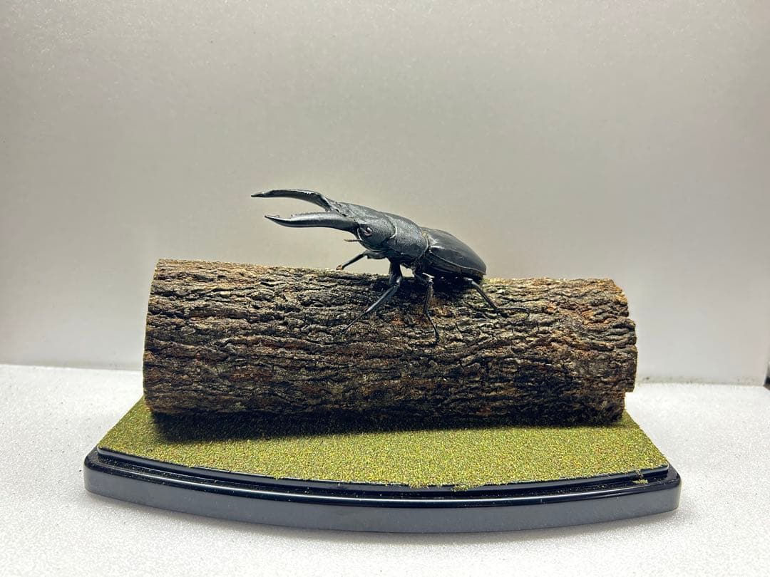 タ*カ様 LIVE標本　パラワンオオヒラタ　109.2mm 超特大