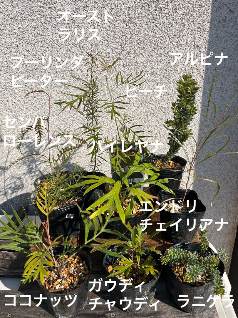 グレビレア3号セット　センパフローレンス　ルテア　オージープランツ