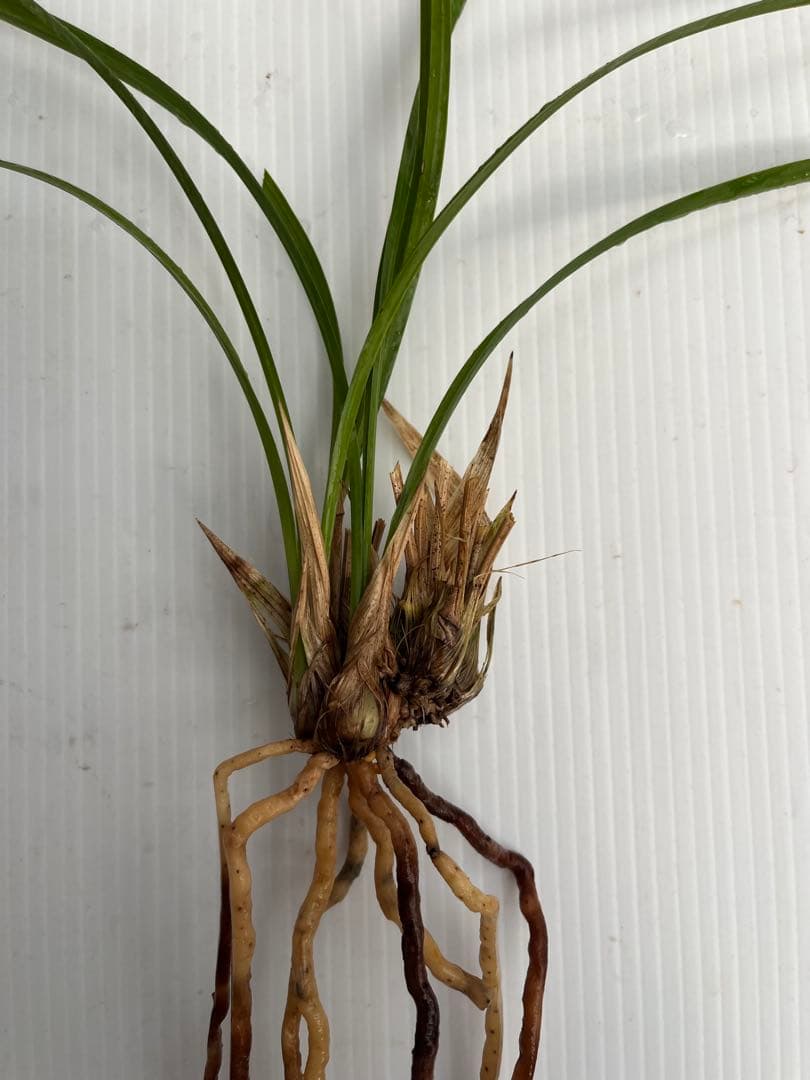 寒蘭【日向】山野草　東洋蘭　④