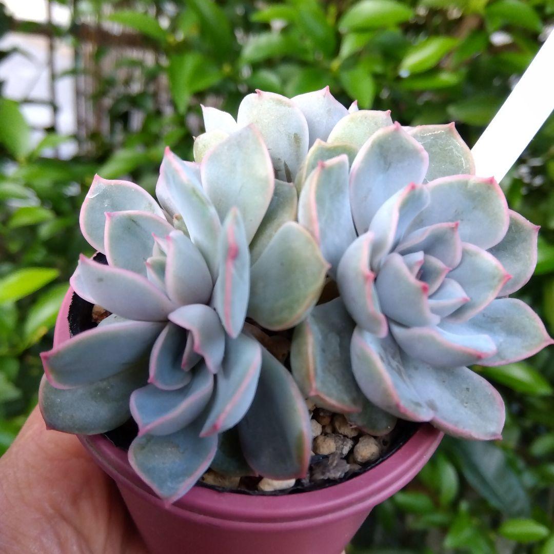 おらいさん 青札✡️デレッセーナ×ざわわ✡️もりっと5頭 多肉 抜苗 ザワワ交配