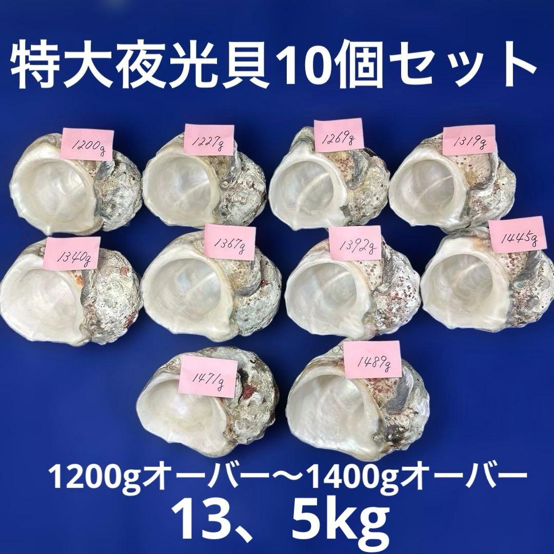 特大夜光貝　ヤコウ貝　まとめ売り　10 個　13、5kg アクセサリー　ルアー