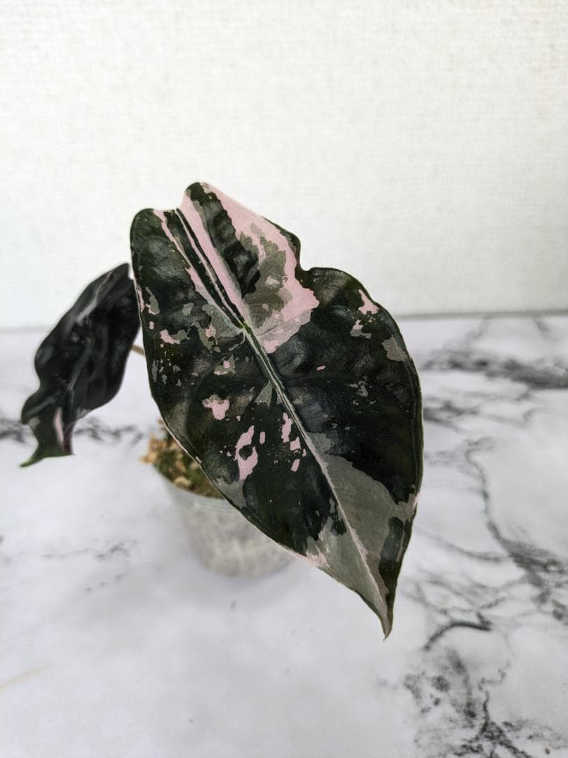 【レア】アロカシア　シャントリエリ　斑入り