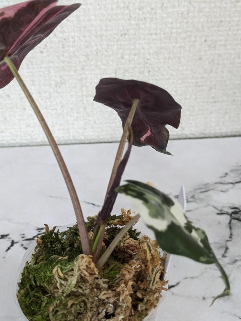 【レア】アロカシア　シャントリエリ　斑入り