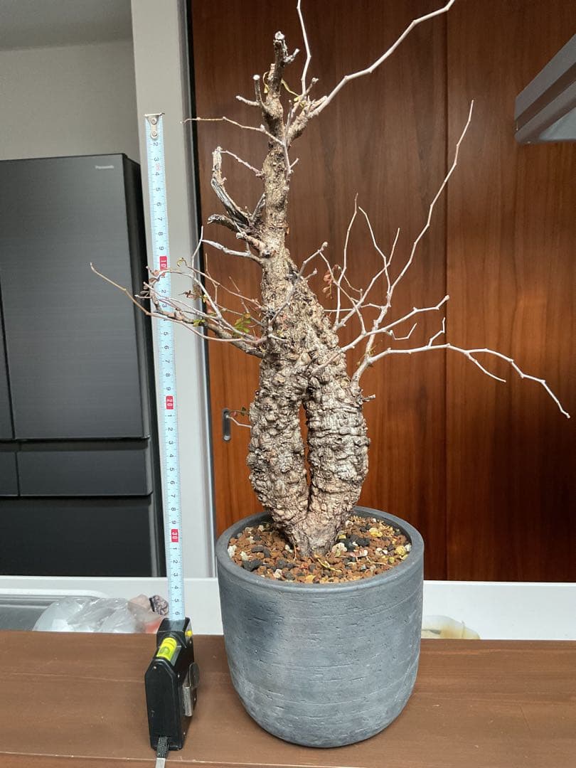 オペルクリカリアパキプス　双頭　2頭　現地球　発根済　みやび鉢付