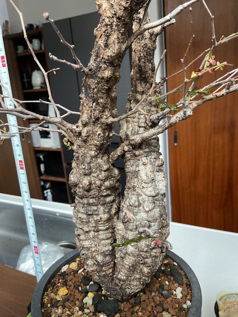 オペルクリカリアパキプス　双頭　2頭　現地球　発根済　みやび鉢付