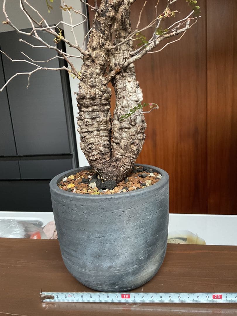 オペルクリカリアパキプス　双頭　2頭　現地球　発根済　みやび鉢付