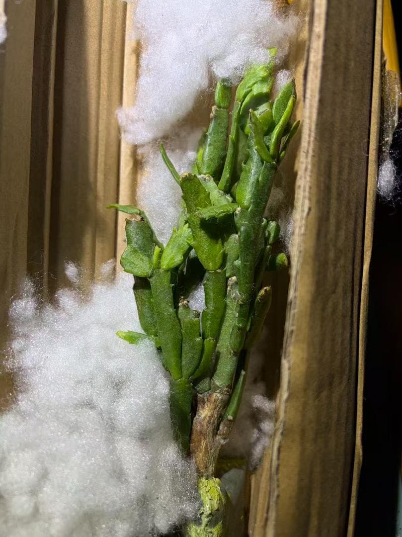 【§プロフ読んでね§】シャコバサボテン　赤羽＋黄羽＋白蓮 　接木