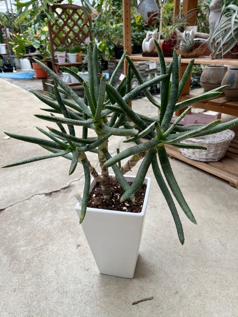 アロエ　ラモシシマ　5分頭