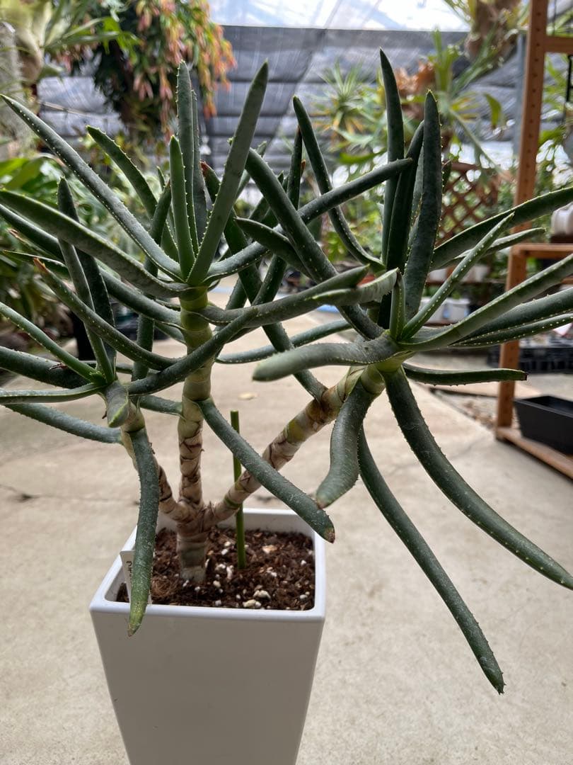 アロエ　ラモシシマ　5分頭