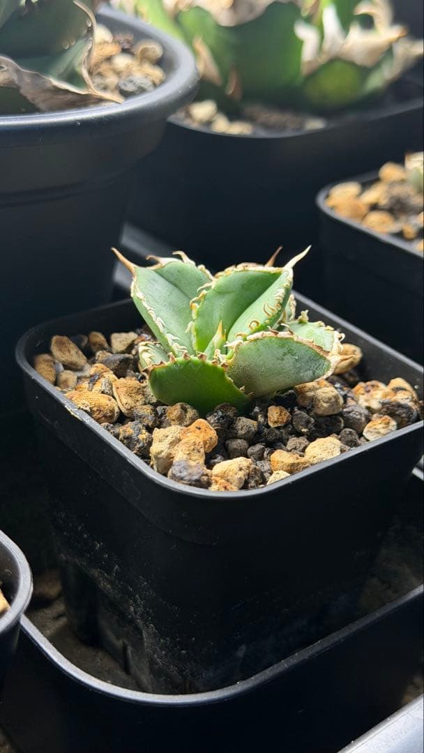 龍球荟 白毫刺 子株OC (発根済)