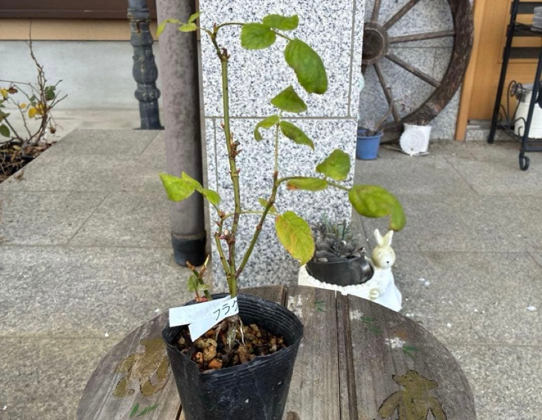 バラ苗　購入前にコメント