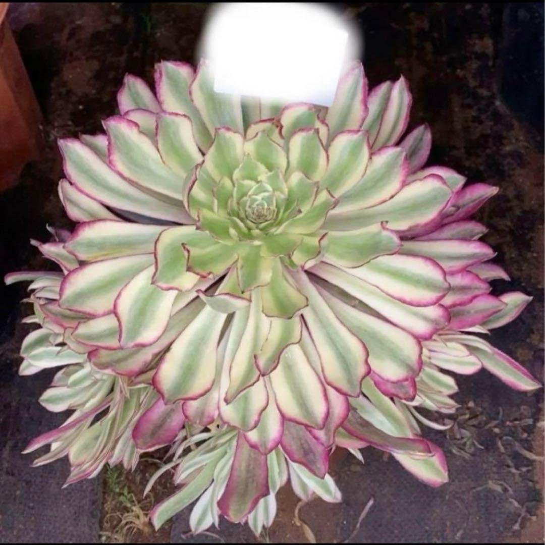 多肉植物❤️アエオニウム錦❤️ カルミン*エメラルド ❤️状態図❤️