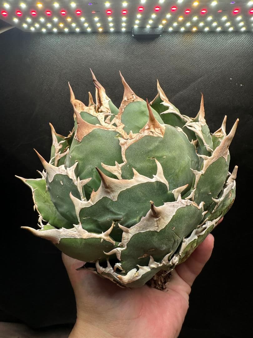 アガベ 極上 ノーネーム 超特大サイズ ボールタイプ