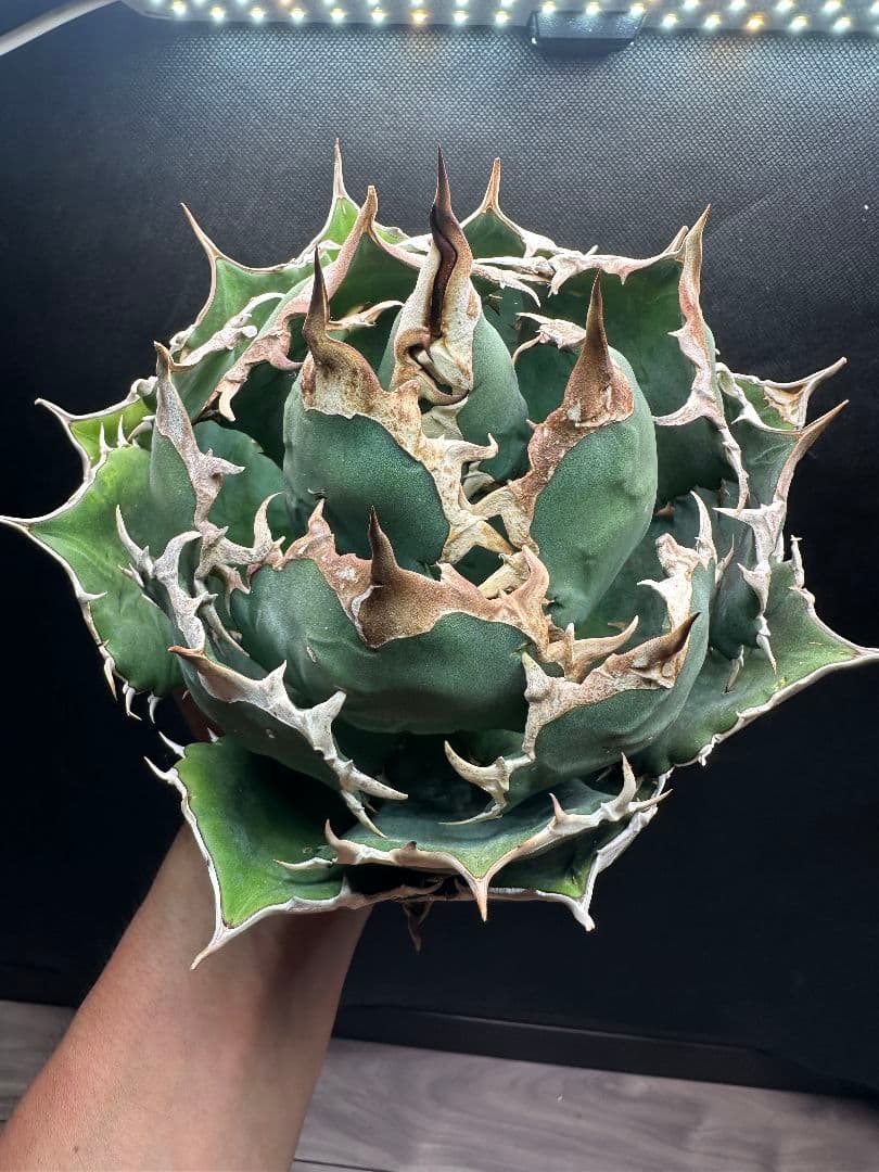 アガベ 極上 ノーネーム 超特大サイズ ボールタイプ